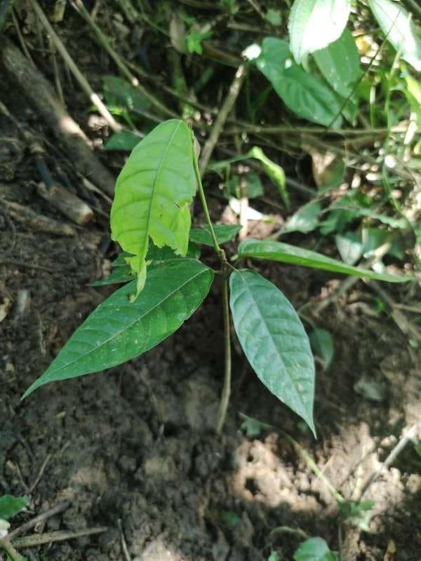 tree image