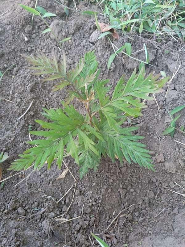 tree image