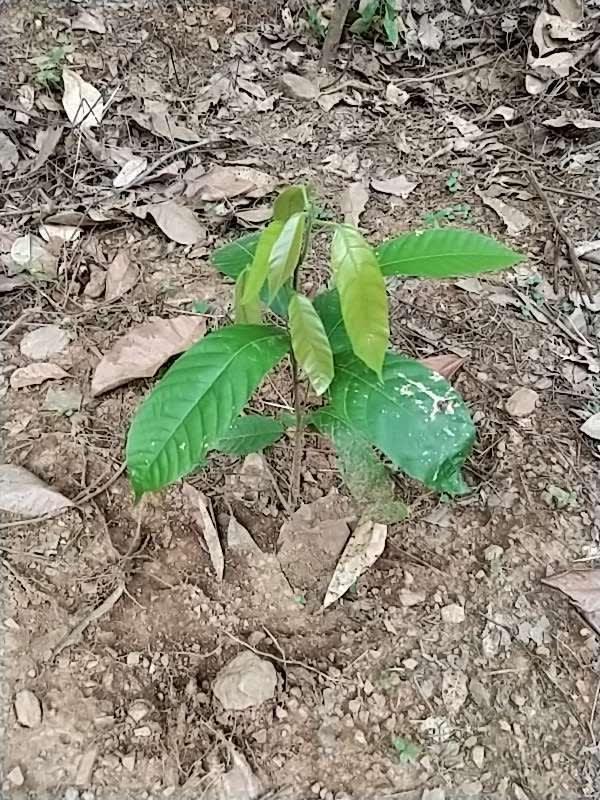 tree image
