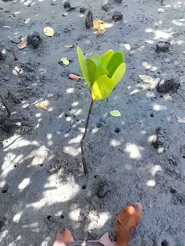 tree image