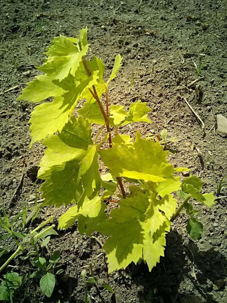 tree image