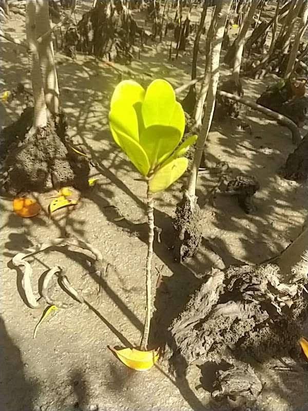 tree image