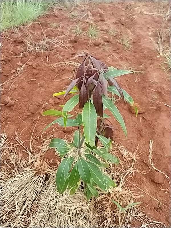 tree image