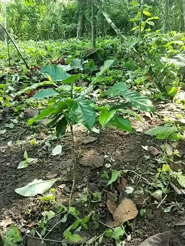 tree image
