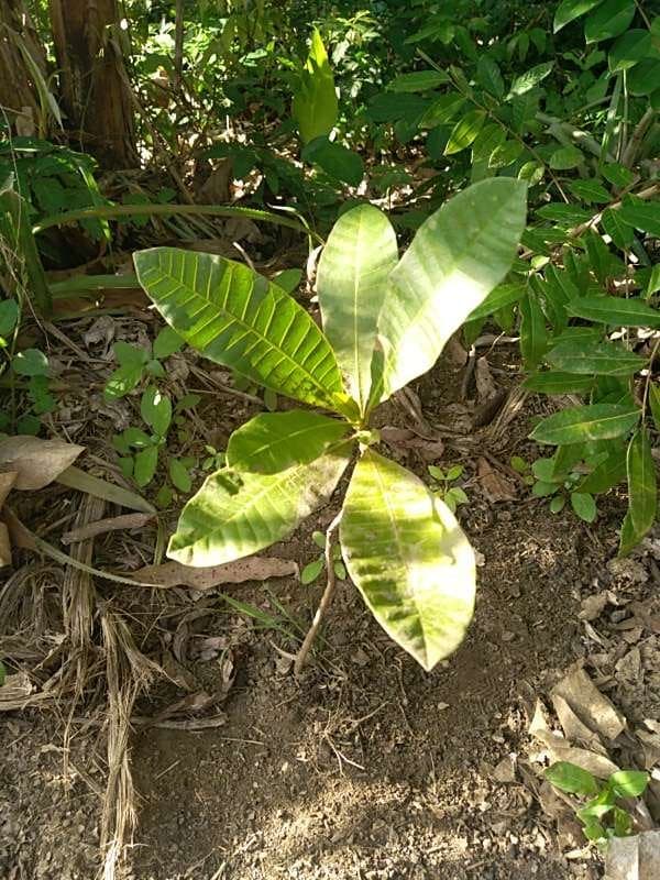 tree image