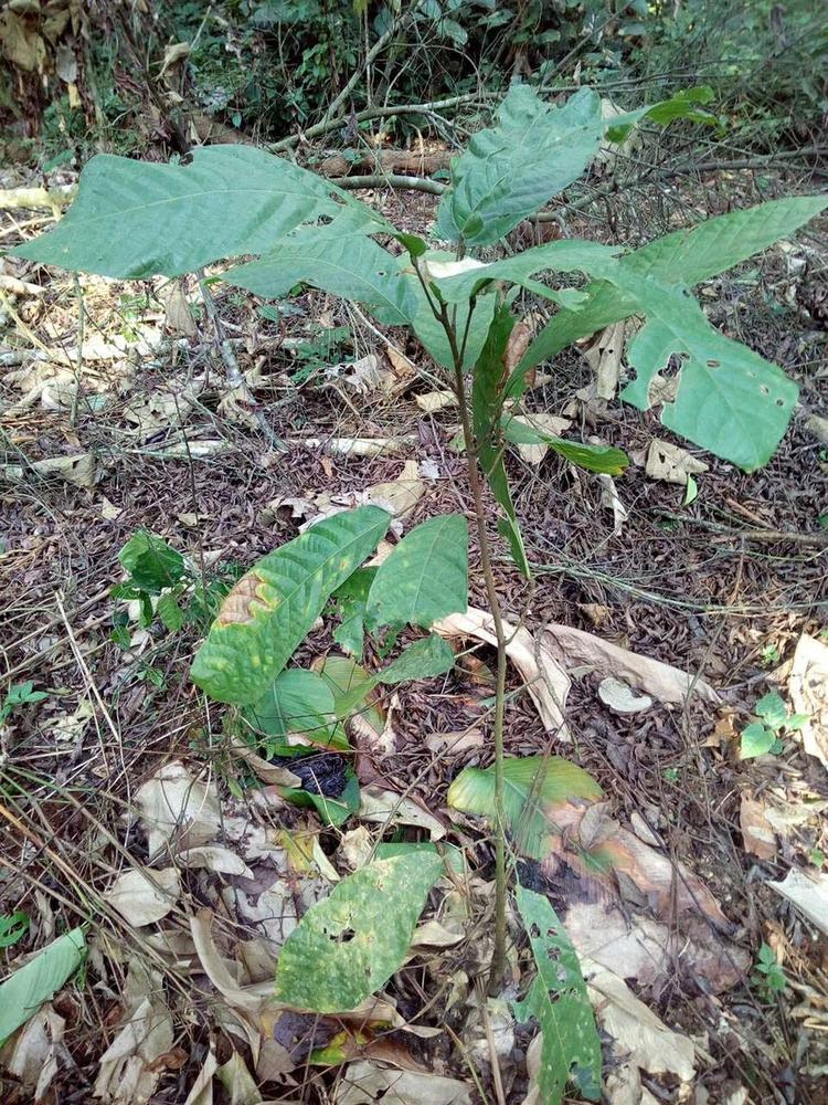 tree image