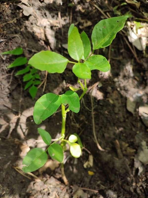 tree image
