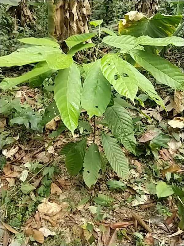 tree image