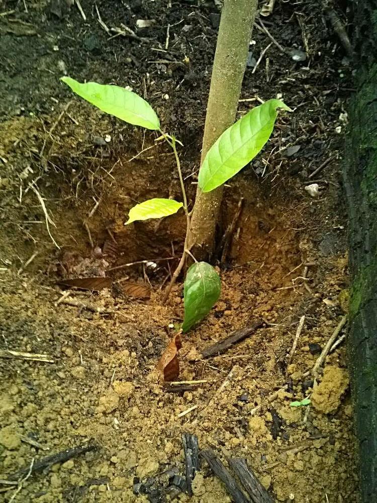tree image