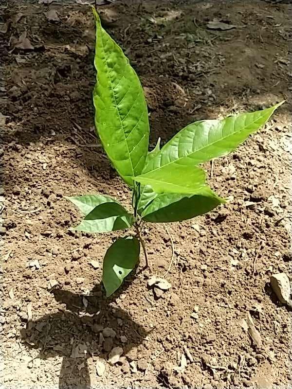 tree image
