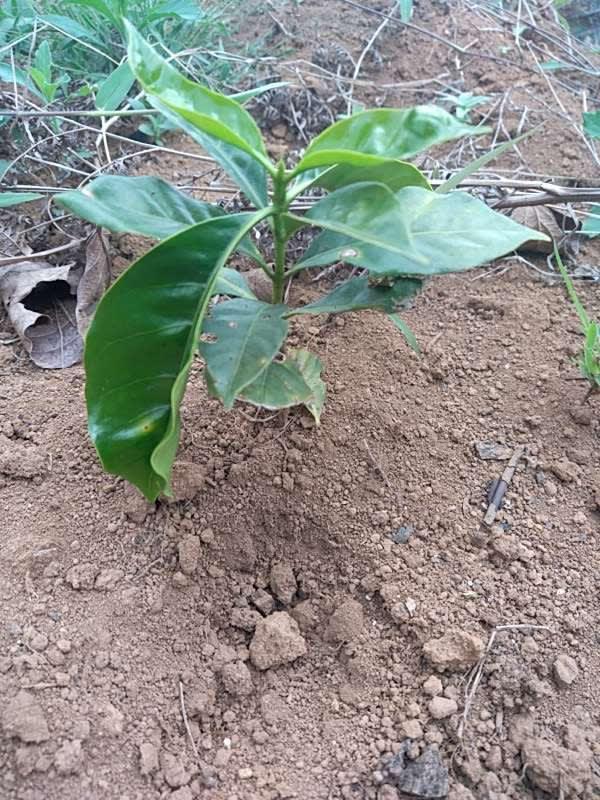 tree image