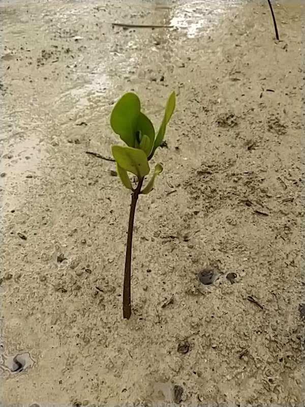 tree image
