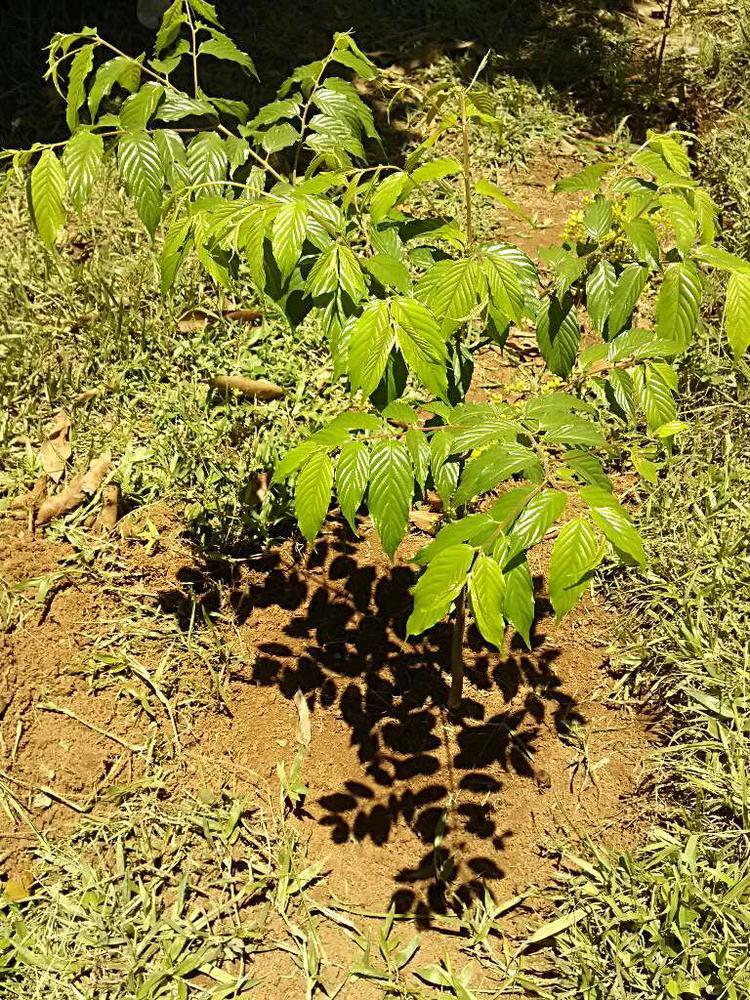 tree image