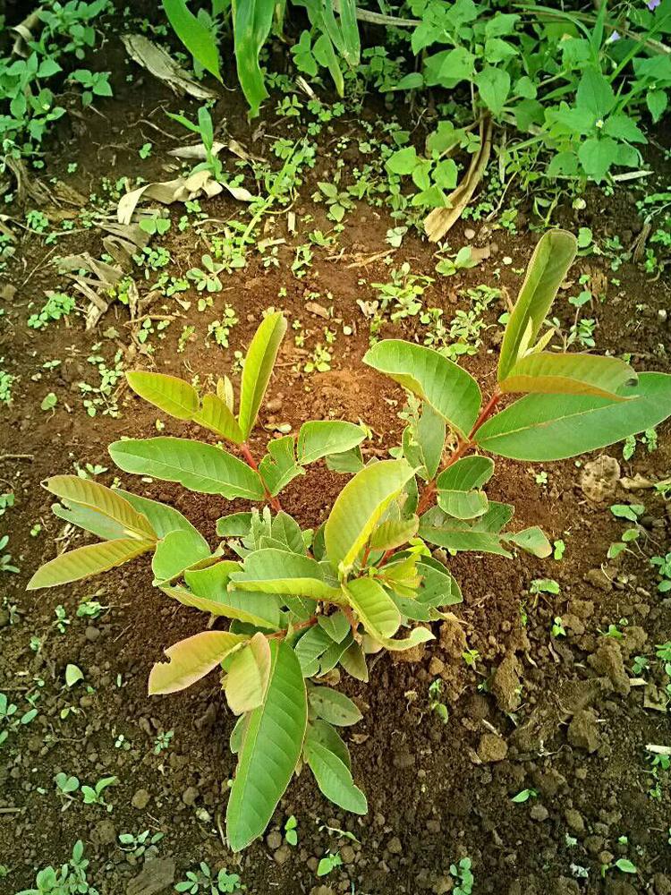 tree image