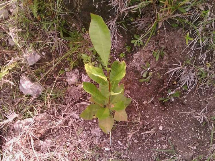 tree image