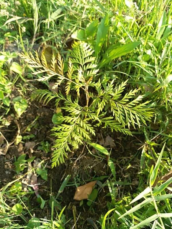 tree image