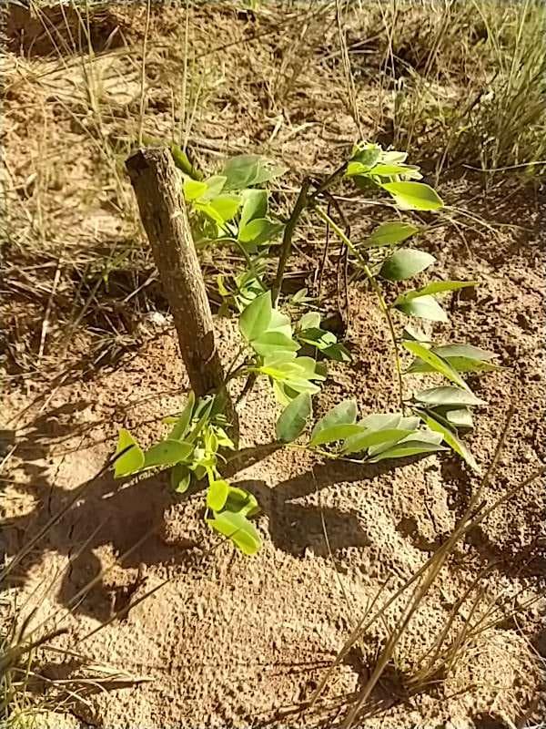 tree image