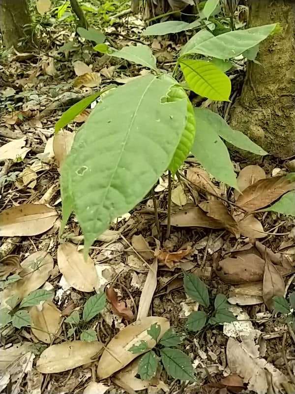 tree image