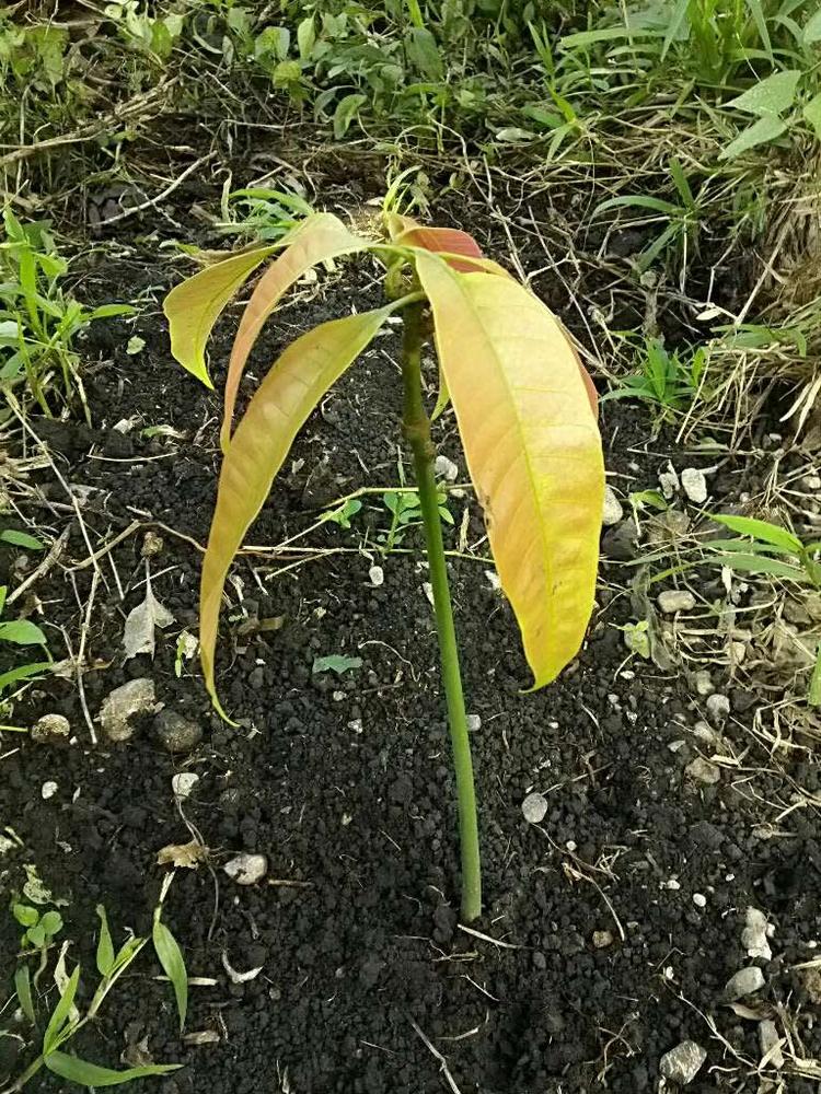 tree image