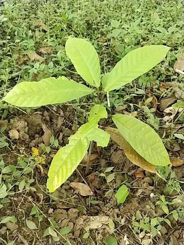 tree image