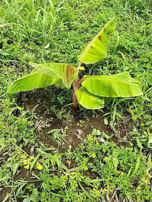tree image