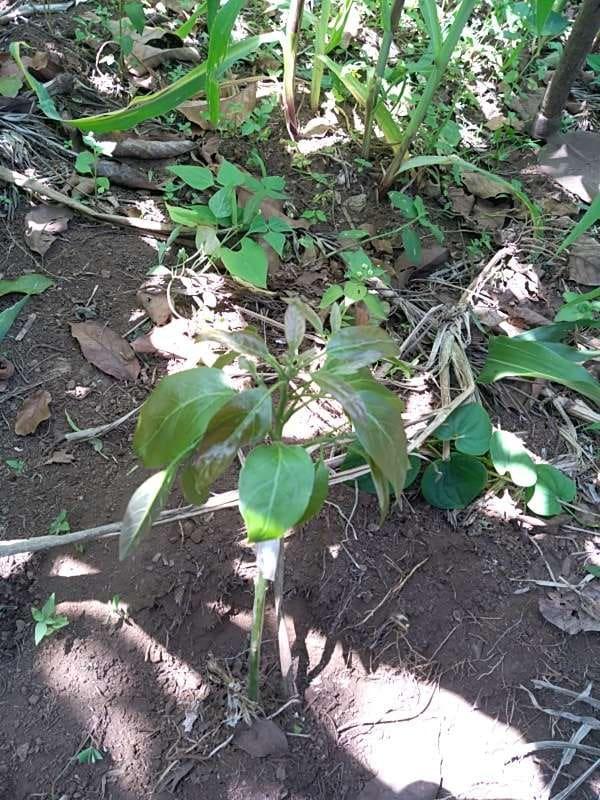 tree image