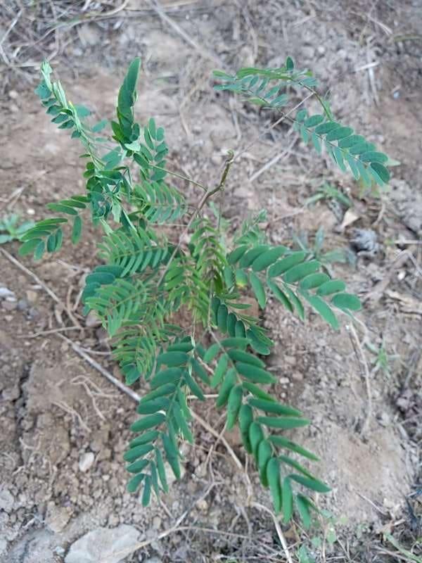 tree image