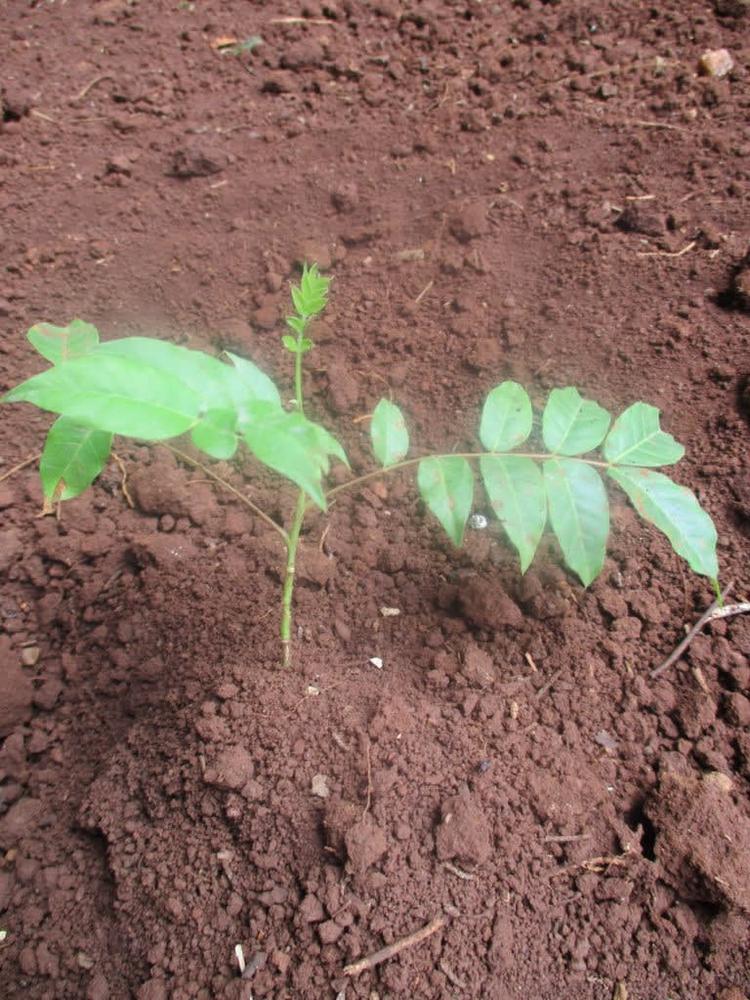 tree image
