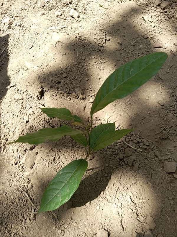 tree image