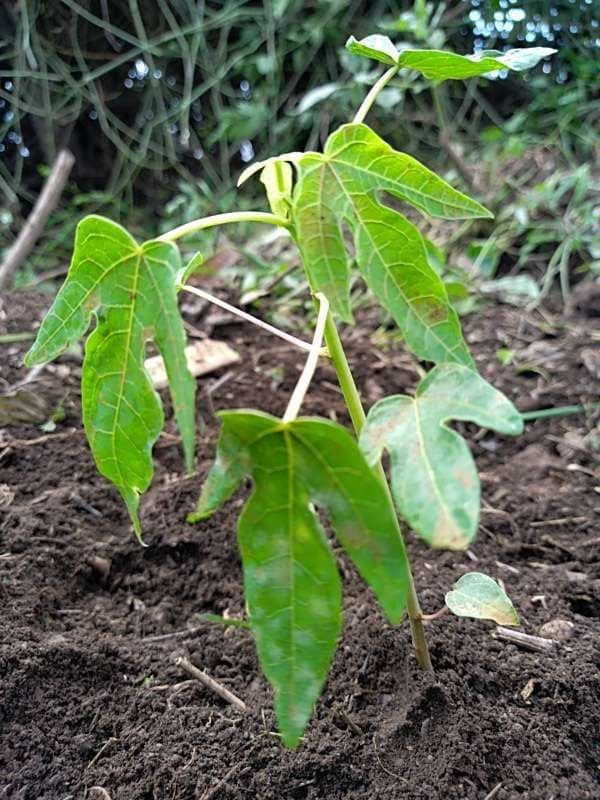tree image