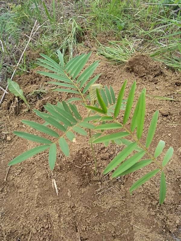 tree image