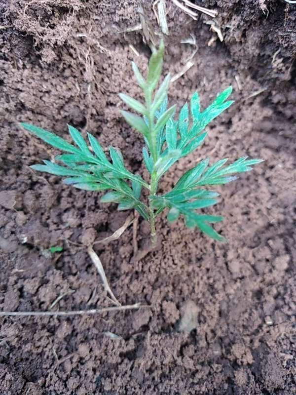 tree image