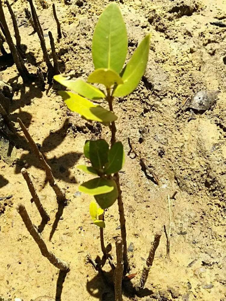 tree image