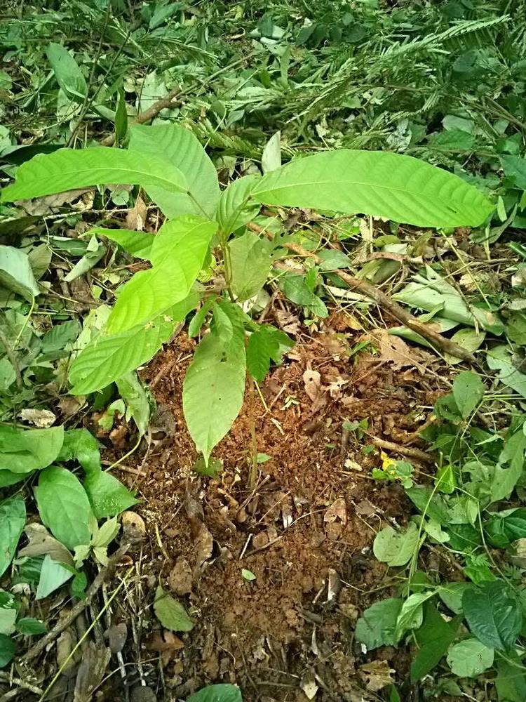 tree image