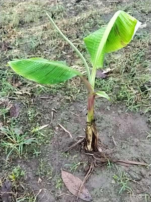 tree image