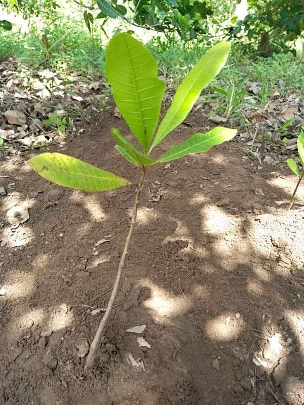 tree image