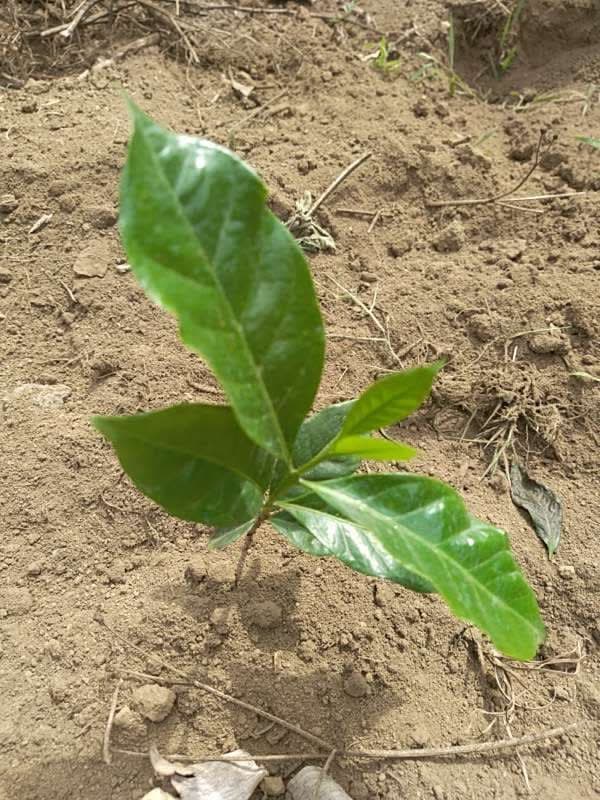 tree image