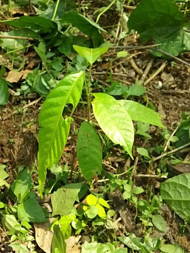 tree image