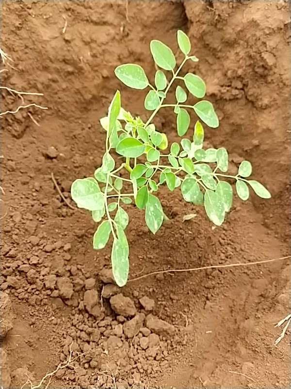tree image