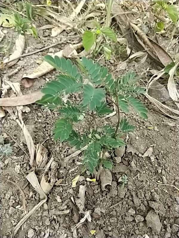 tree image