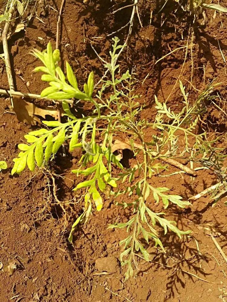 tree image