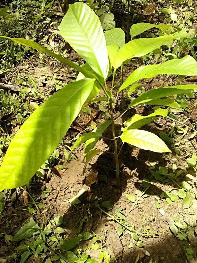 tree image