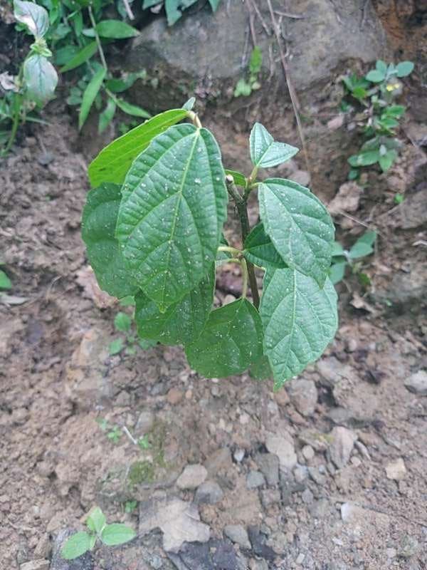 tree image