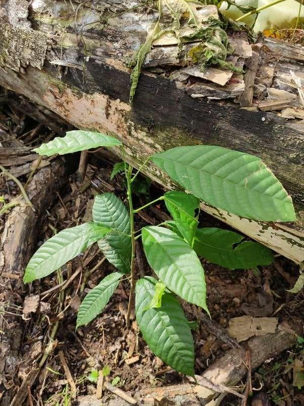 tree image