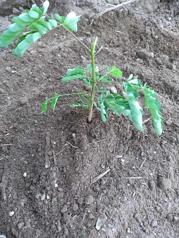 tree image