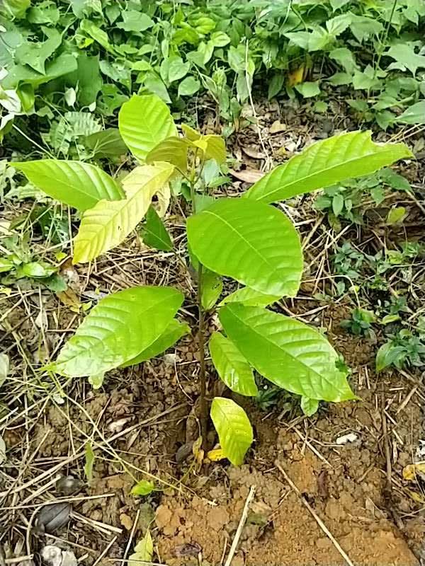 tree image