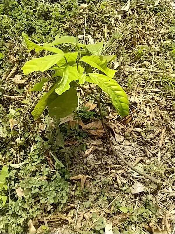 tree image