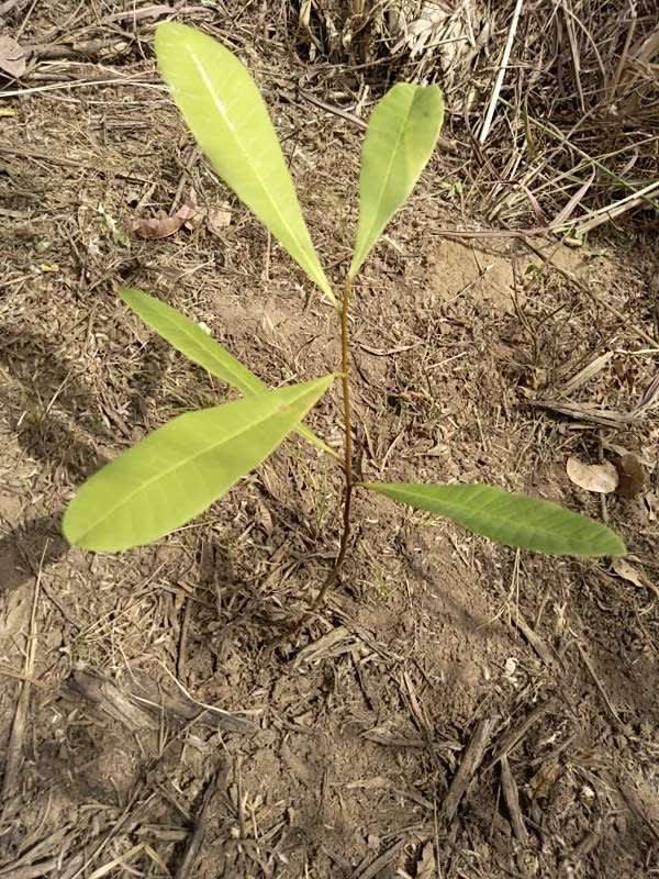 tree image