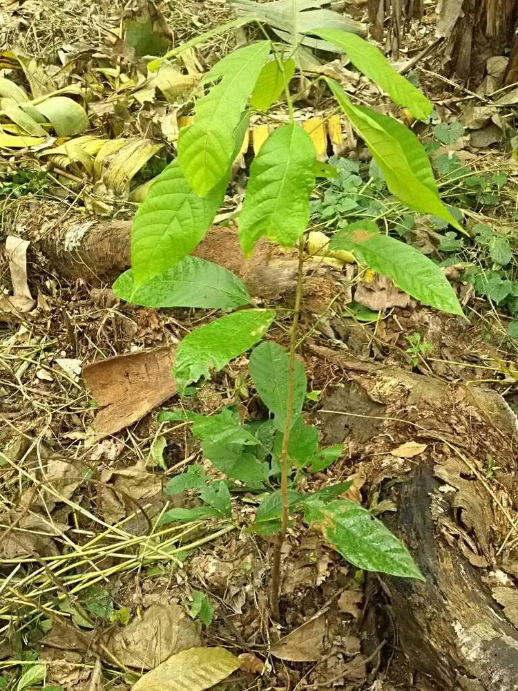 tree image