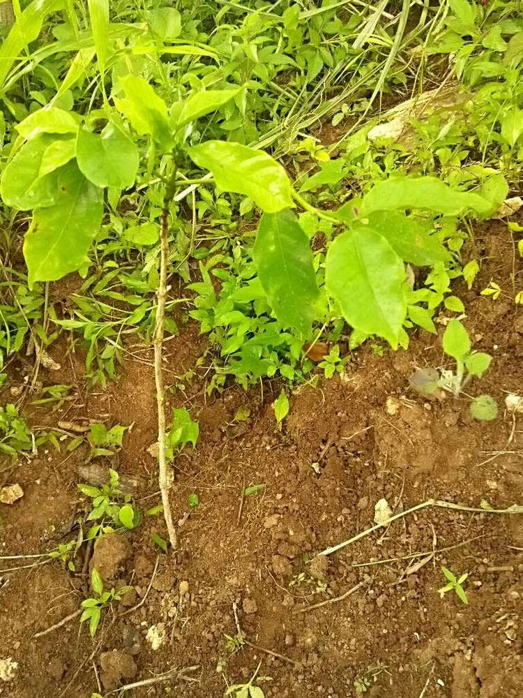 tree image